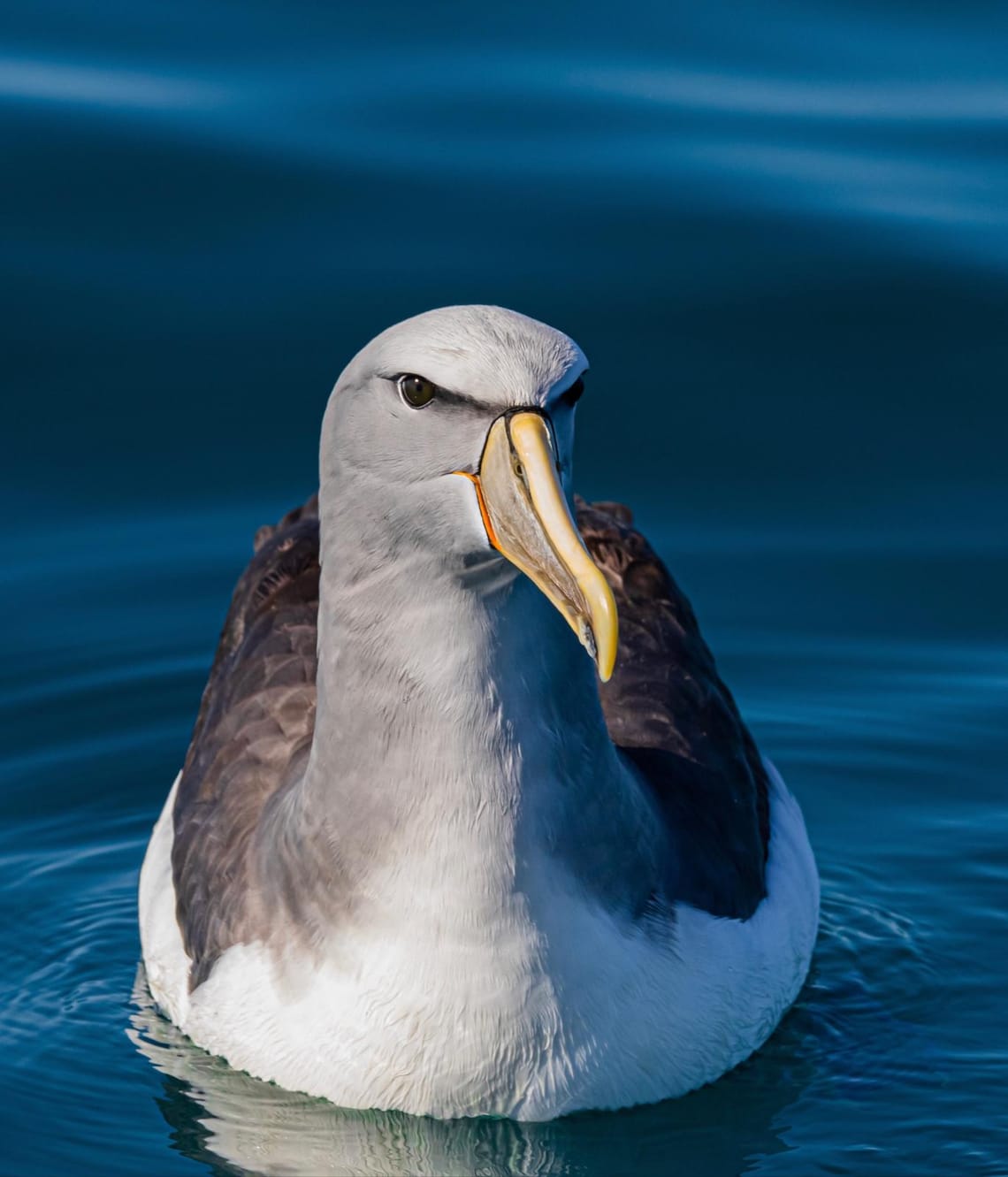 Albatross or Toroa: Otago Penninsula