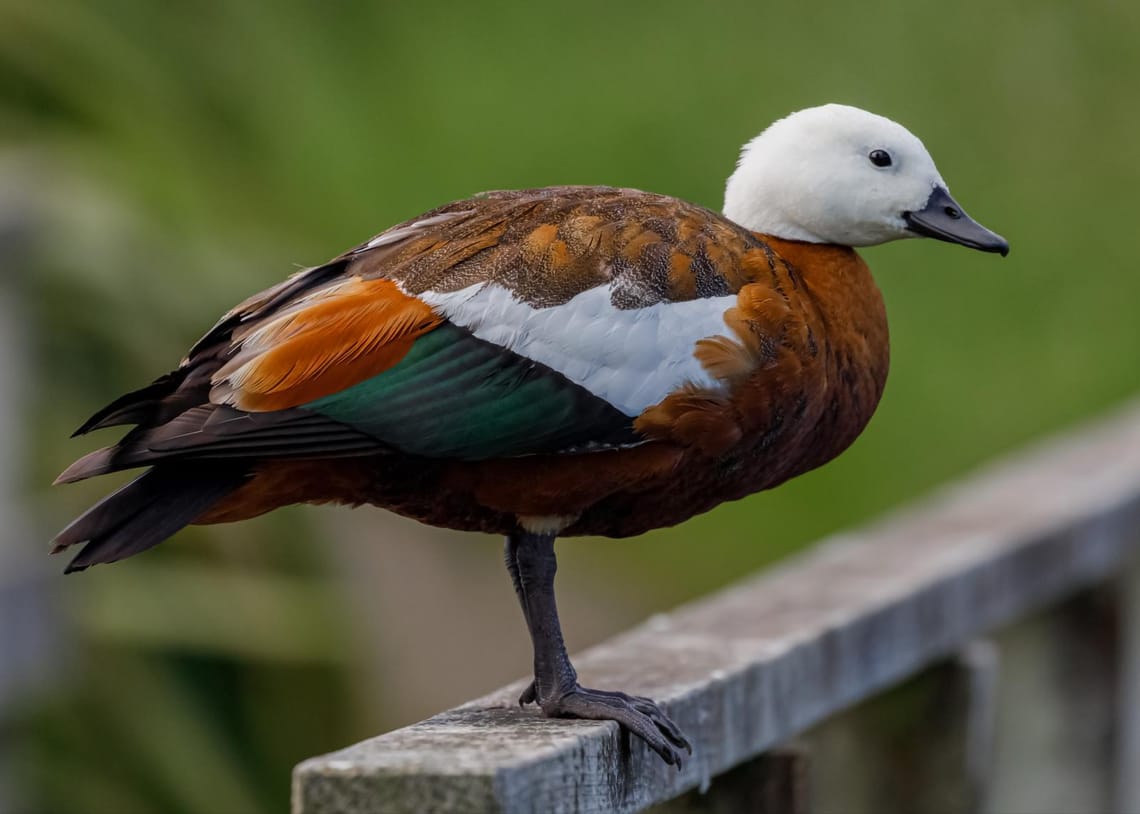 Paradise Shelduck