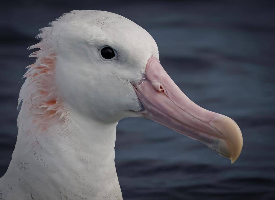 Antipodean Albatross