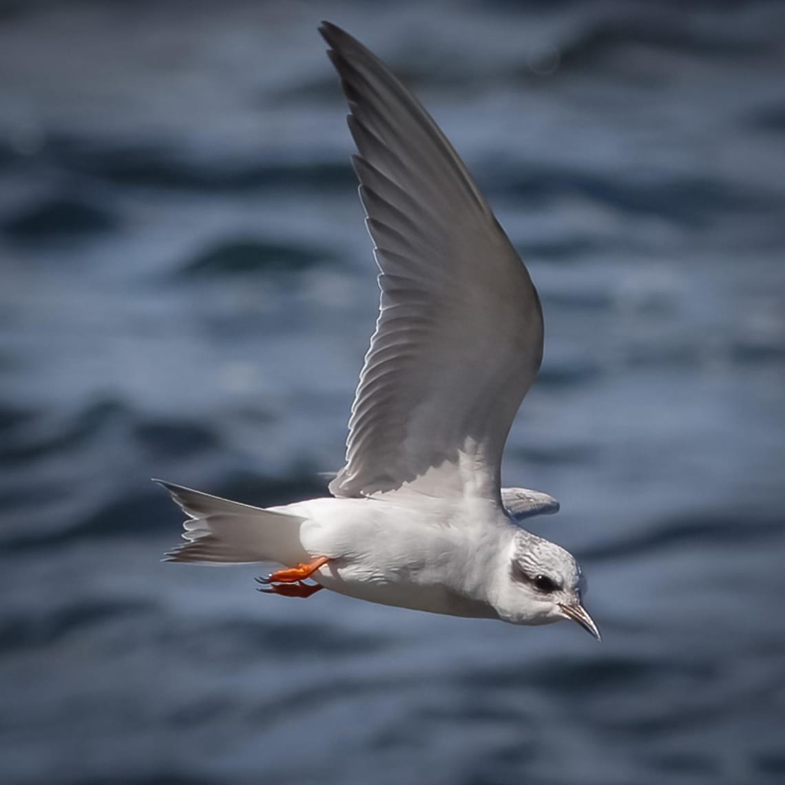 Black-fronted tern