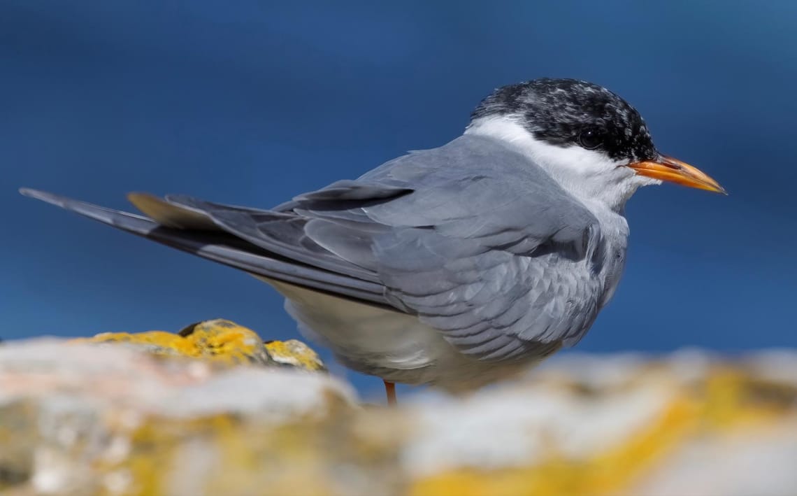 Black - fronted Tern