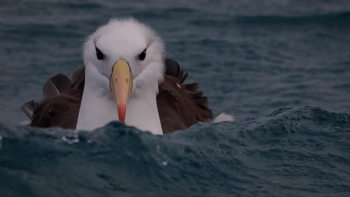 Black- browed albatross