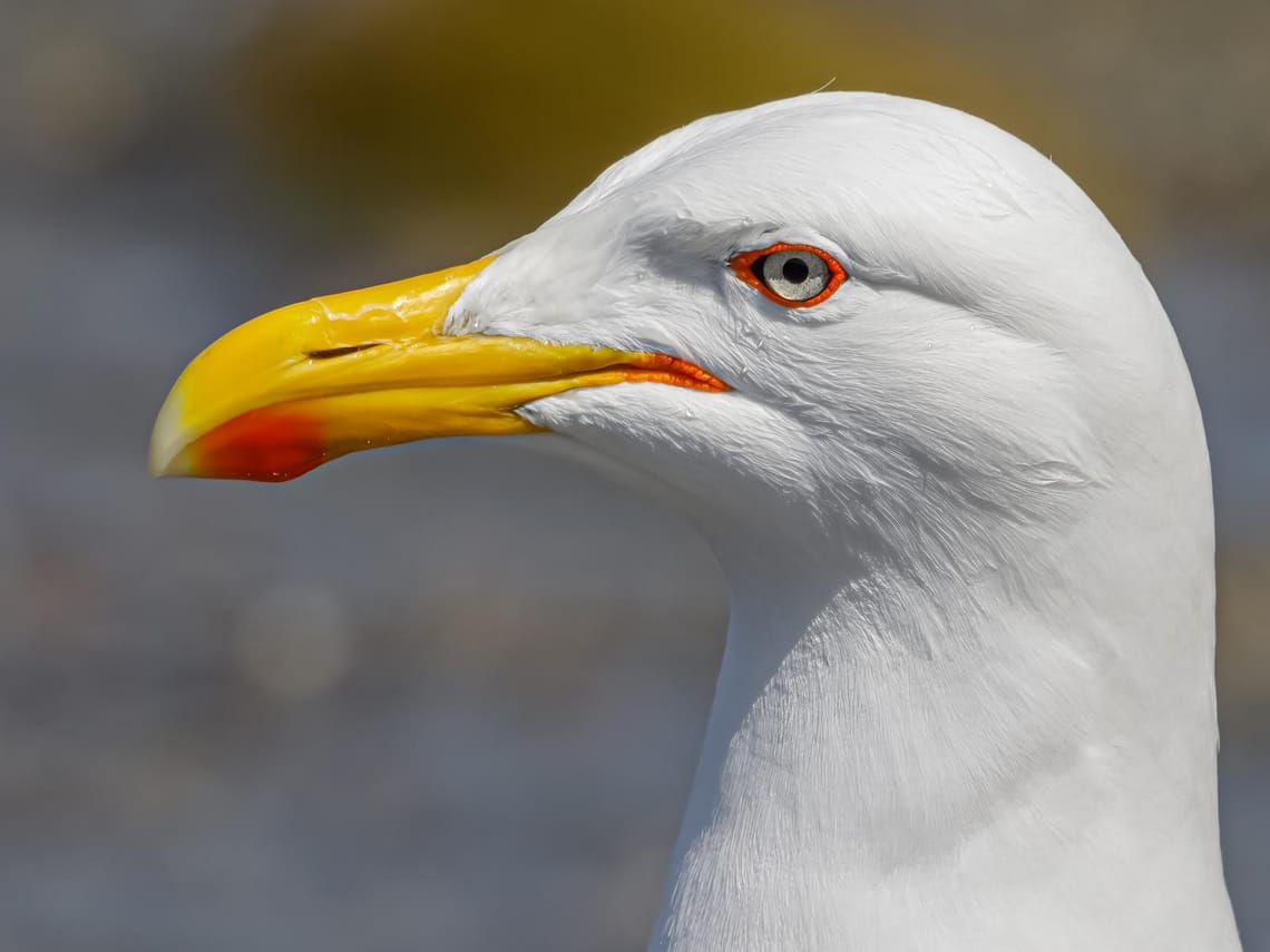 Black-backed Gull