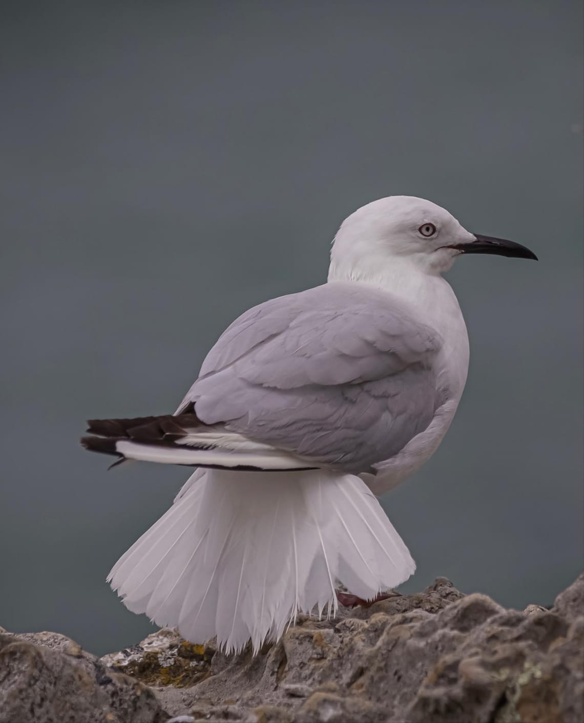 Black-billed gull