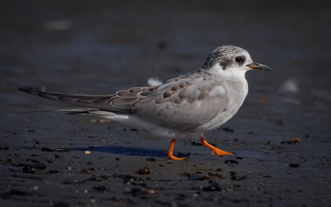 Black-fronted tern