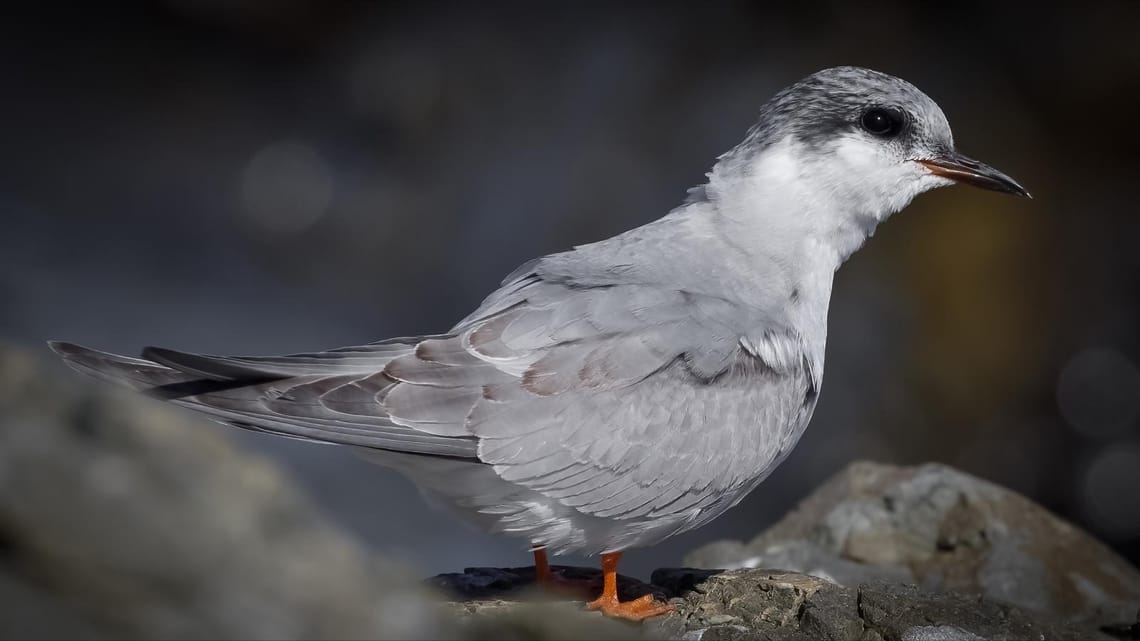 Black-fronted tern