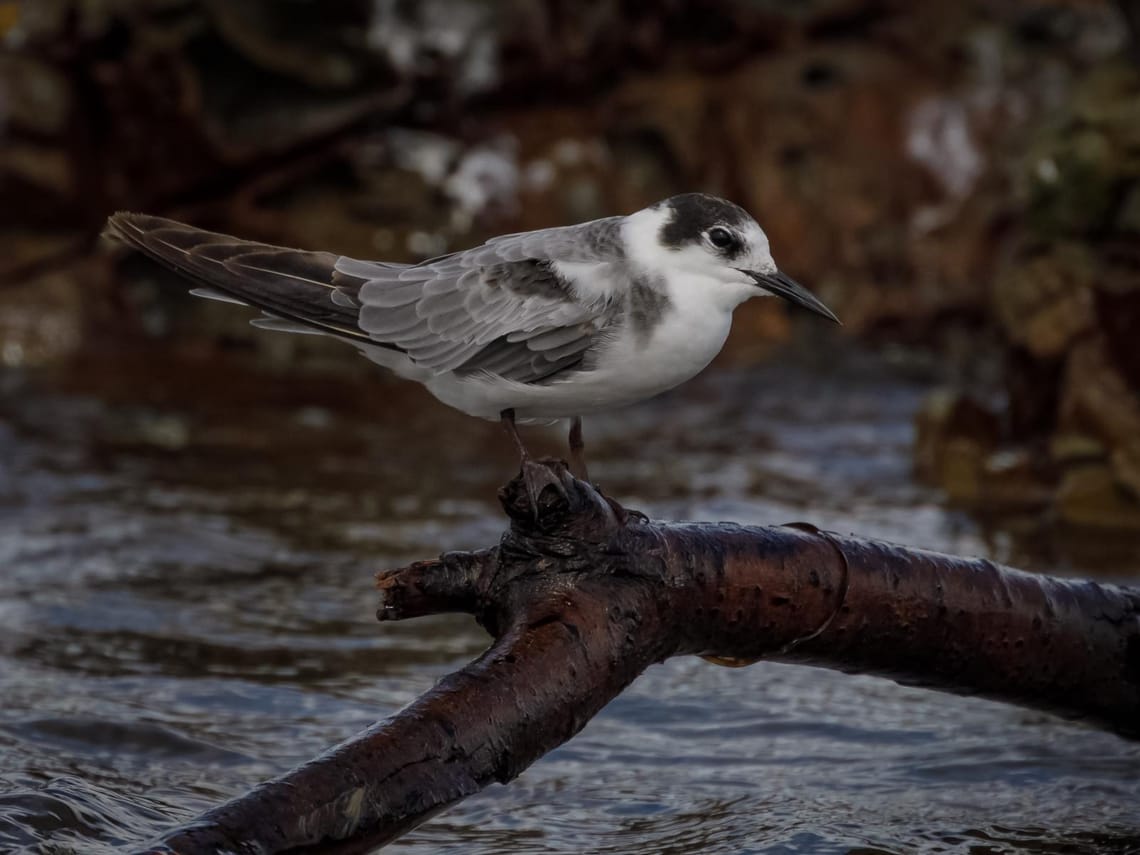 Black tern