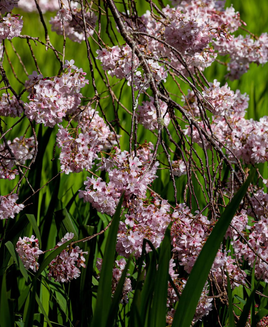 Spring Fever: Cherry Blossoms