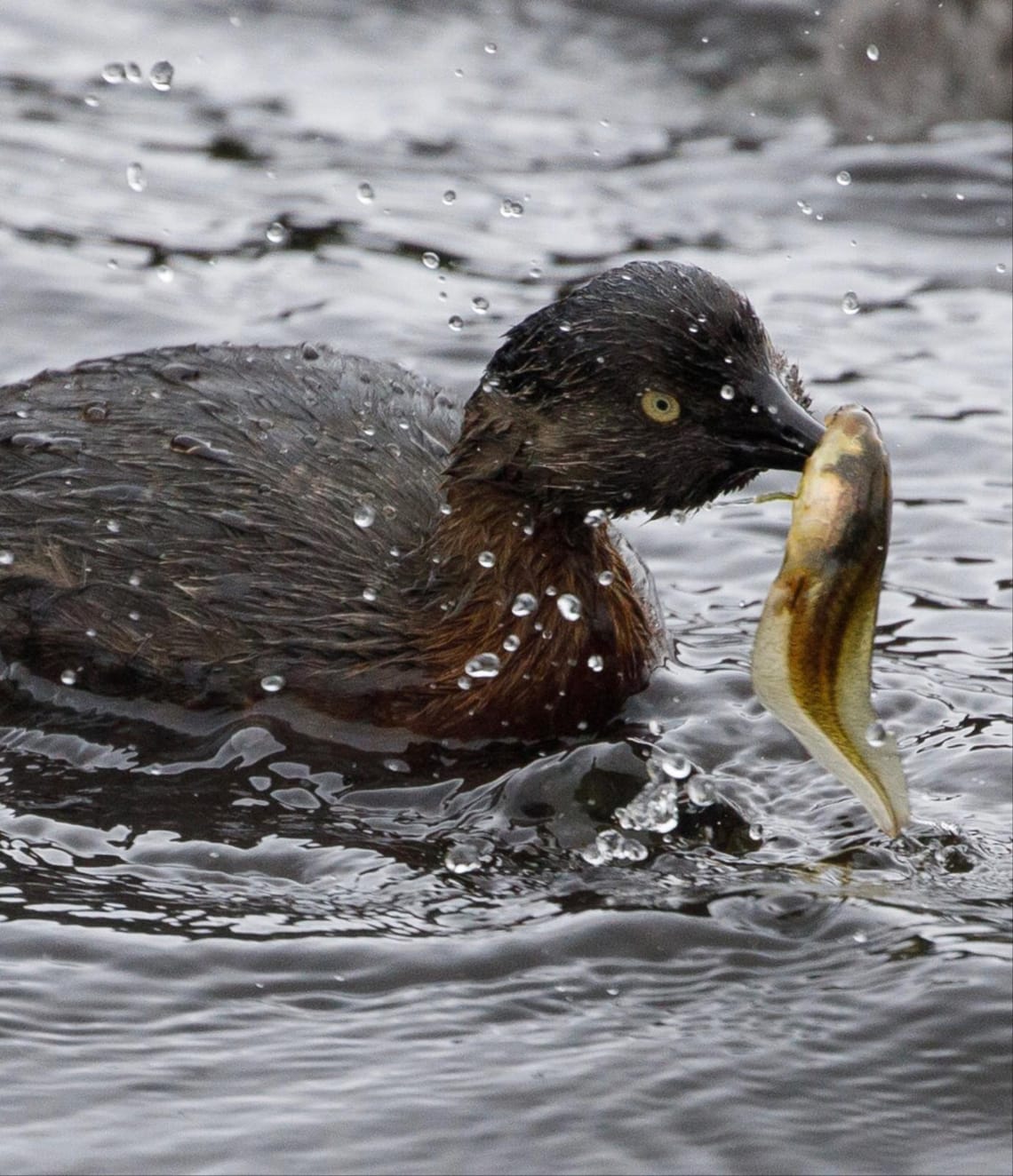 Dabchick