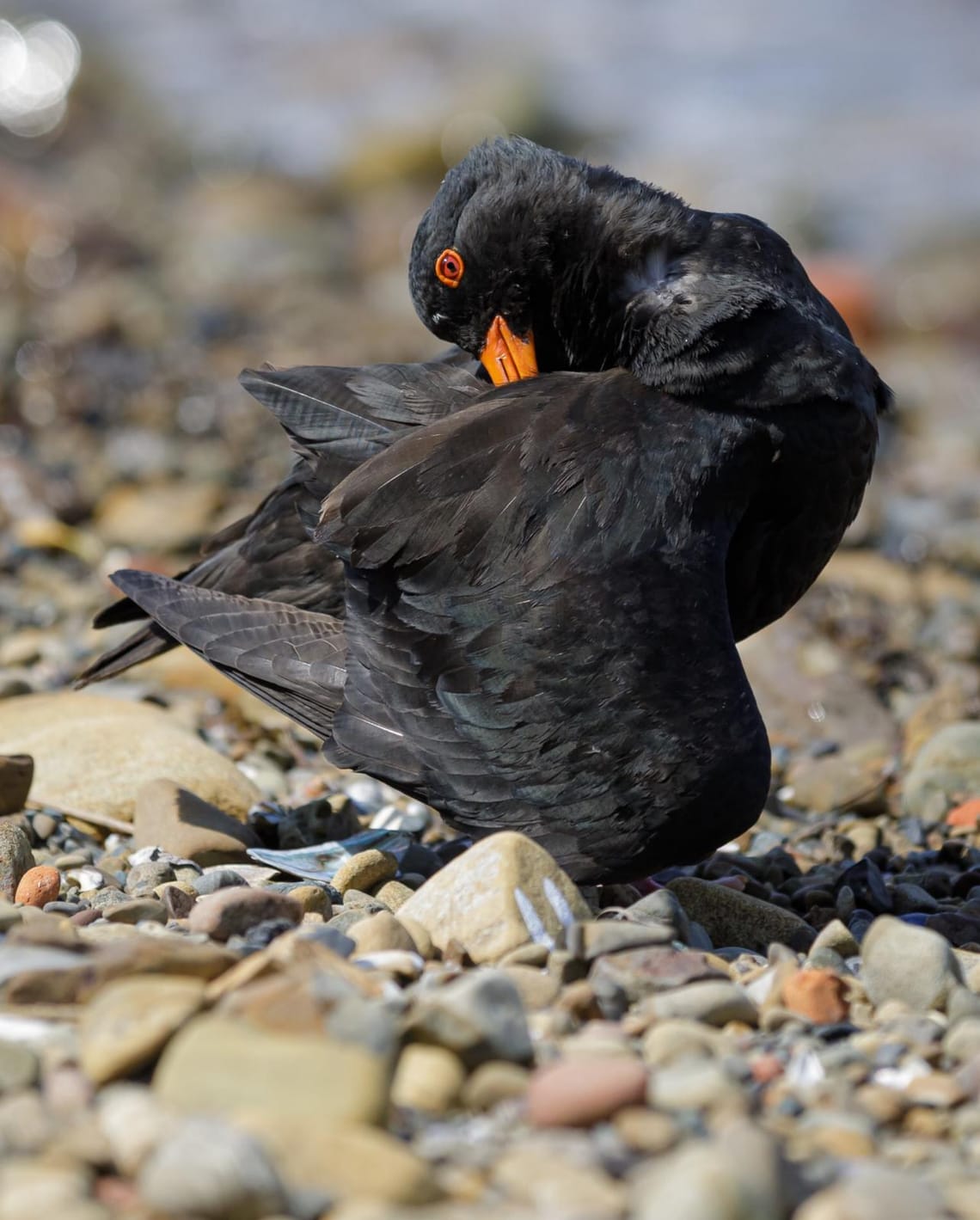 Dance of an Oyster Catcher