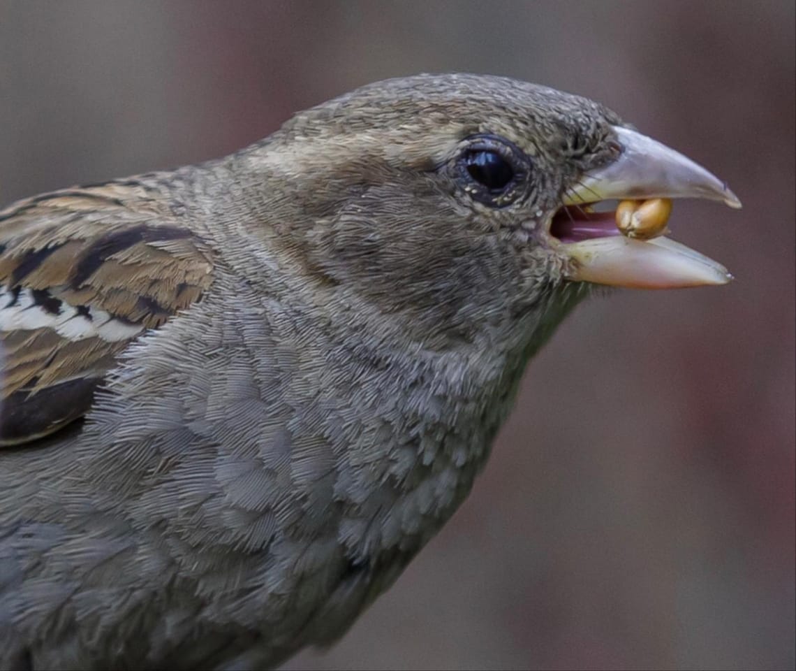 Don’t feed the birds