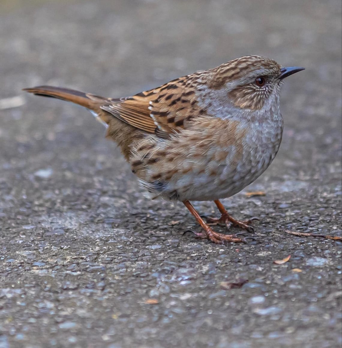 Early morning songster