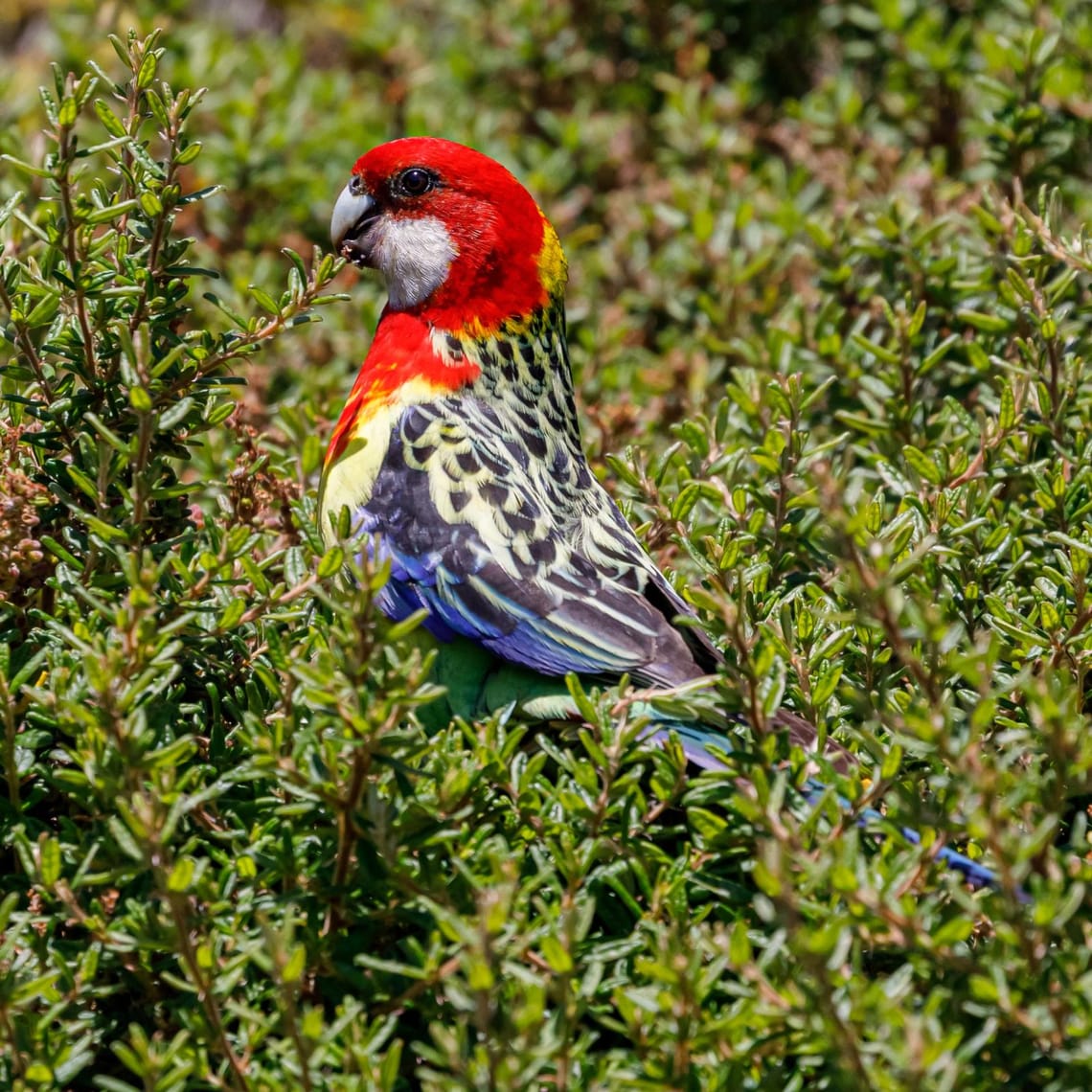 Eastern Rosella