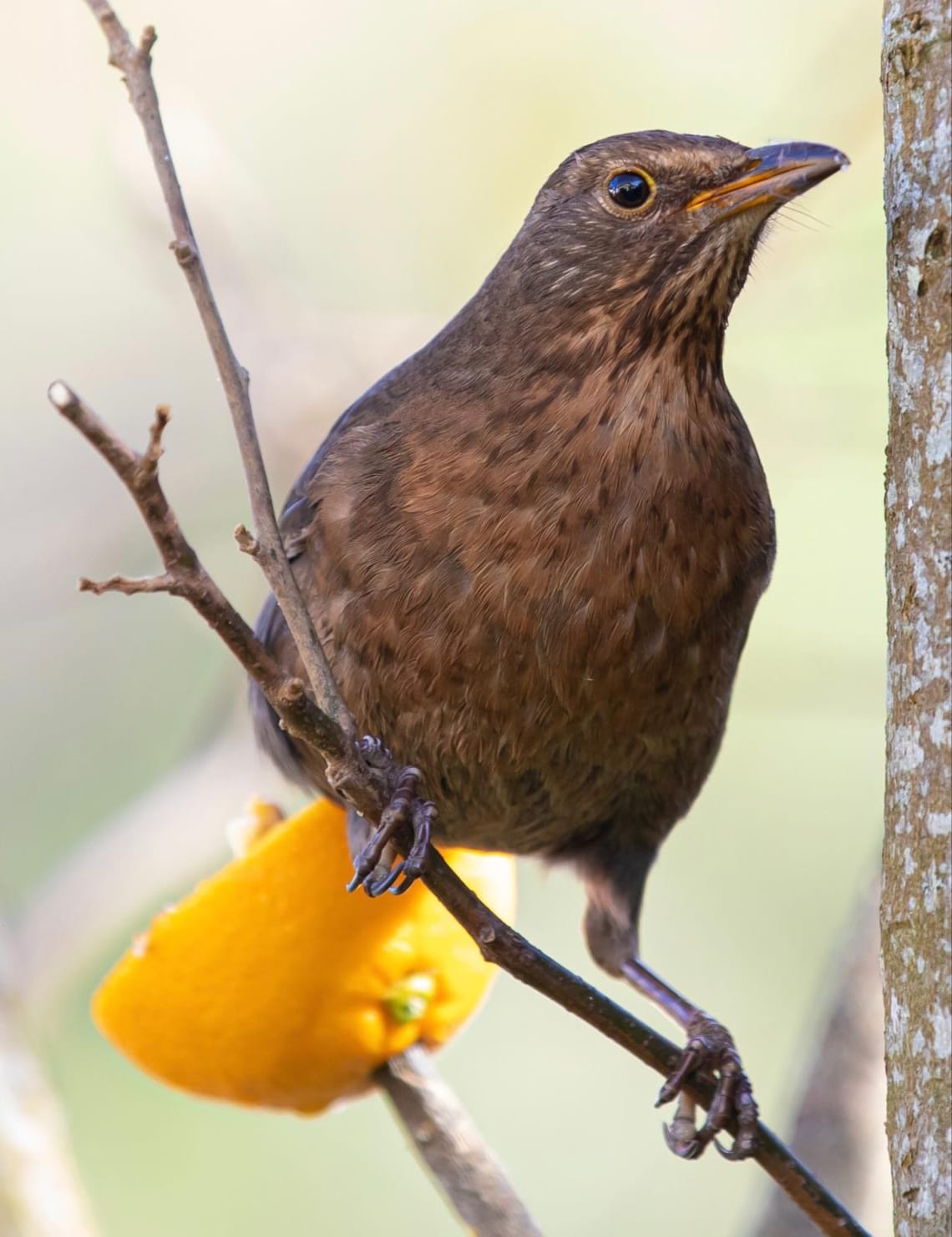 Female Blackbird