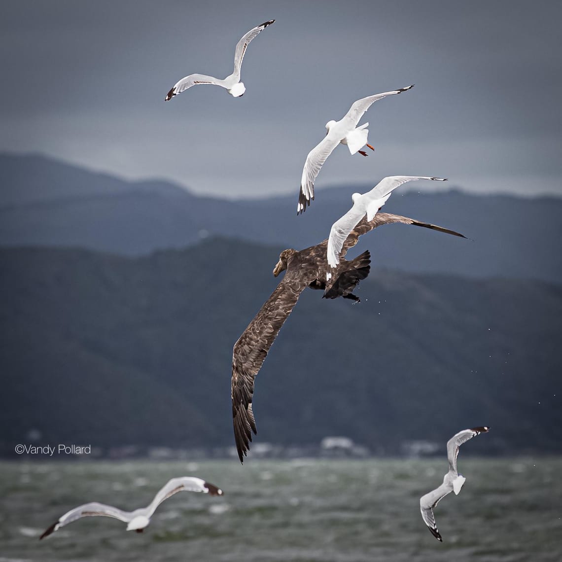 Giant Northern Petrel