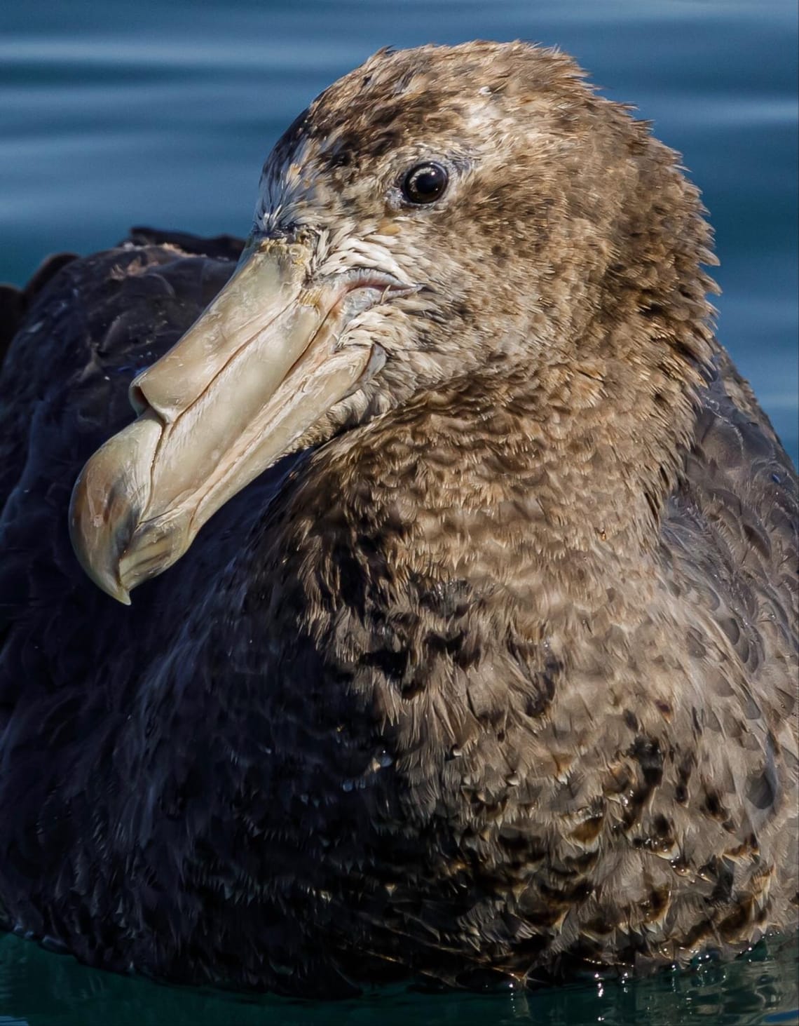 Giant Northern Petrel