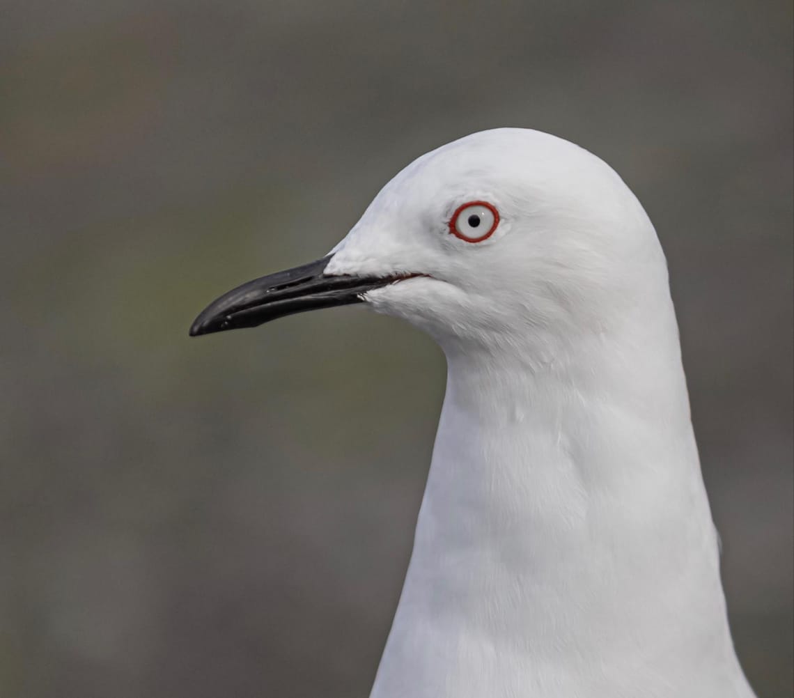 The most threatened Gull species in the world