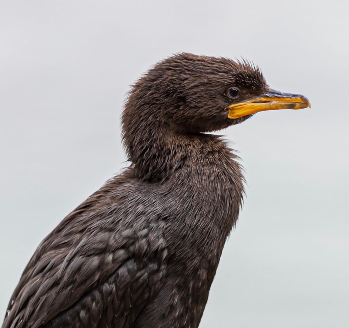 Juvenile Little Pied Shag