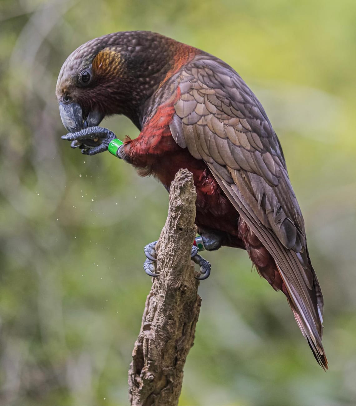 Kākā