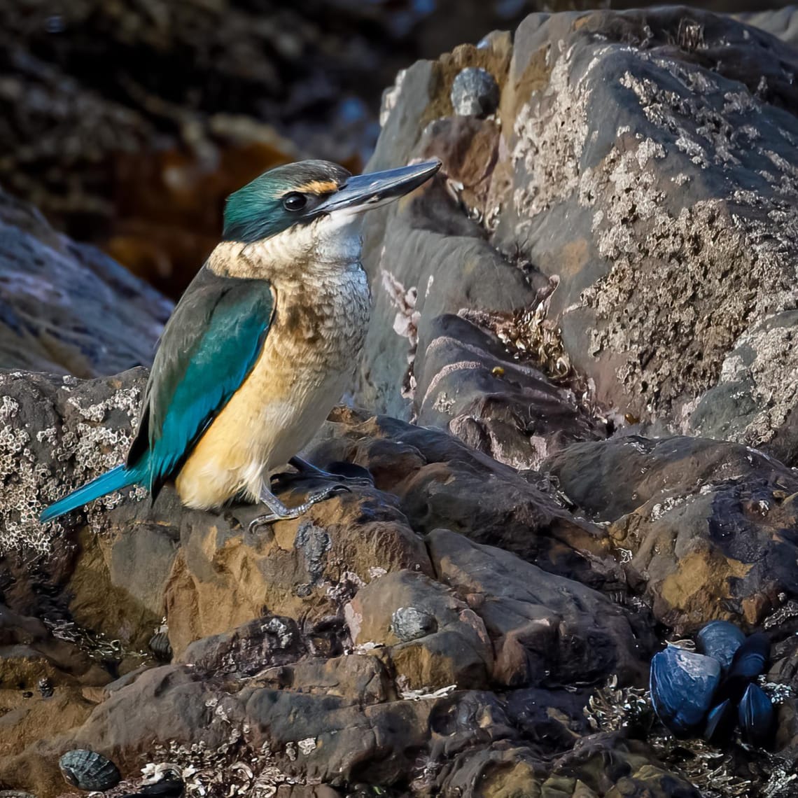 Kōtare or Sacred Kingfisher