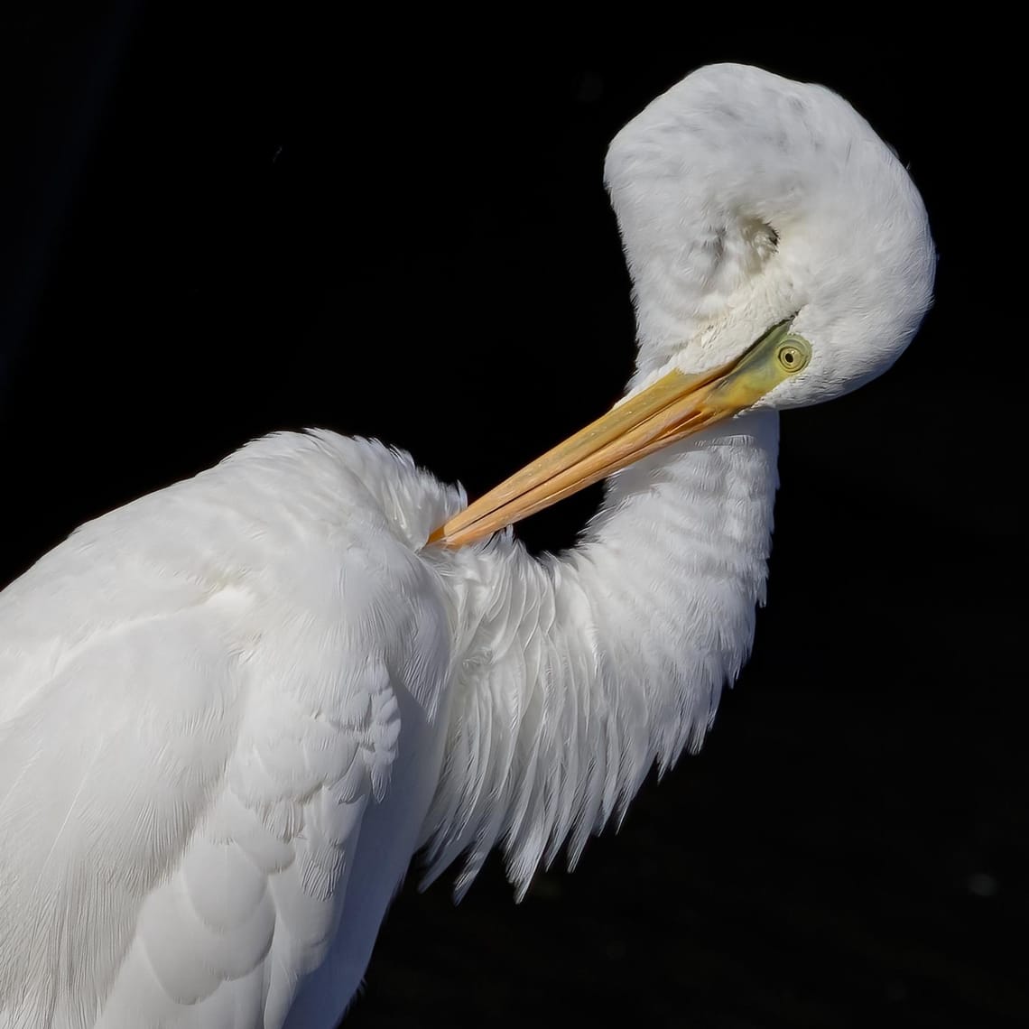 Kōtuku or White Heron