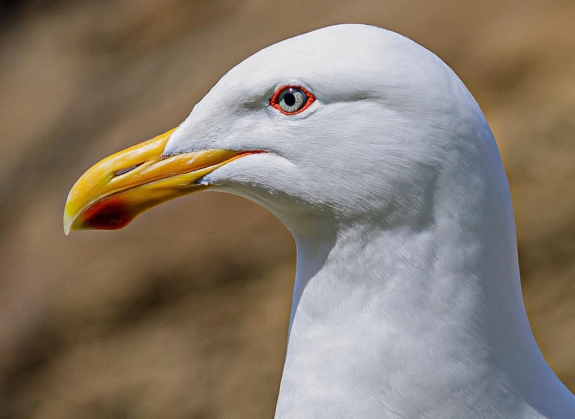 Southern Black-Backed Gull or Karoro