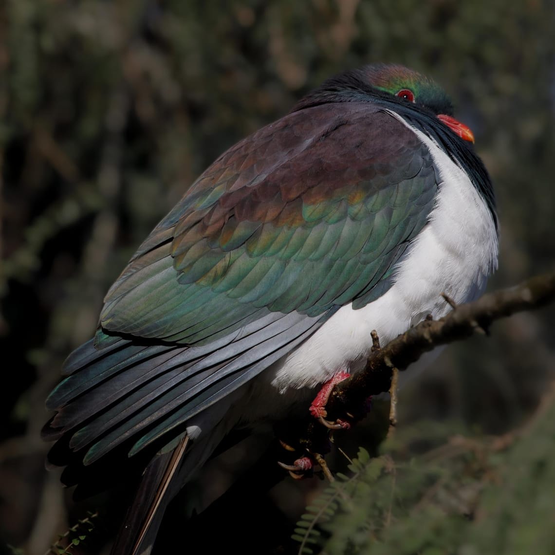 Kererū