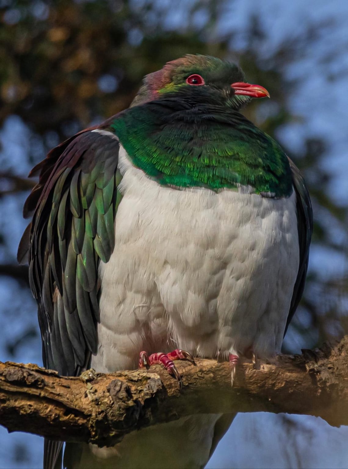 Kererū