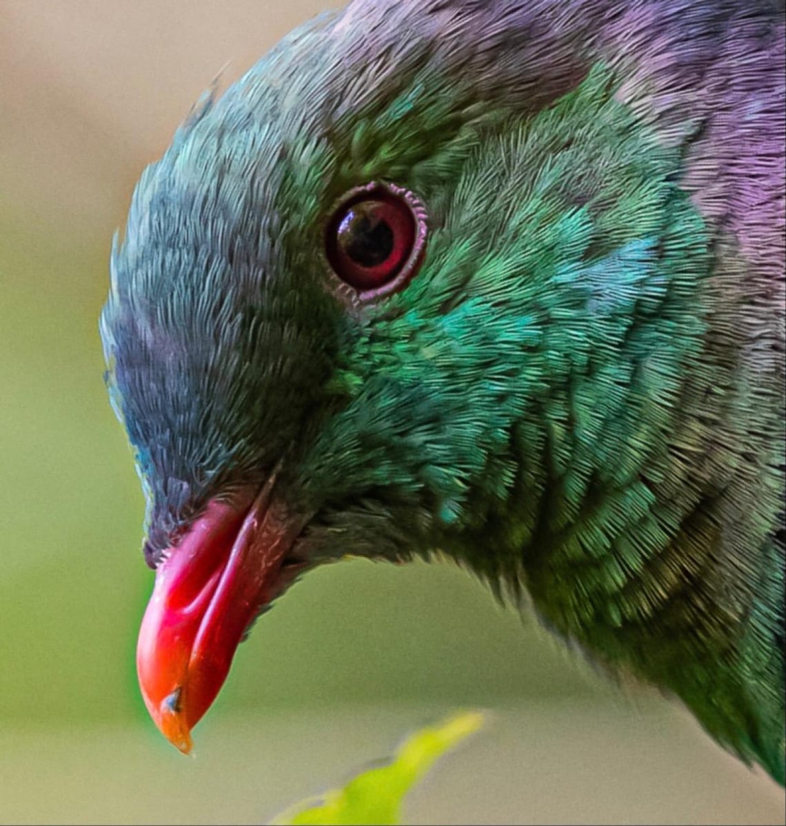 Kererū