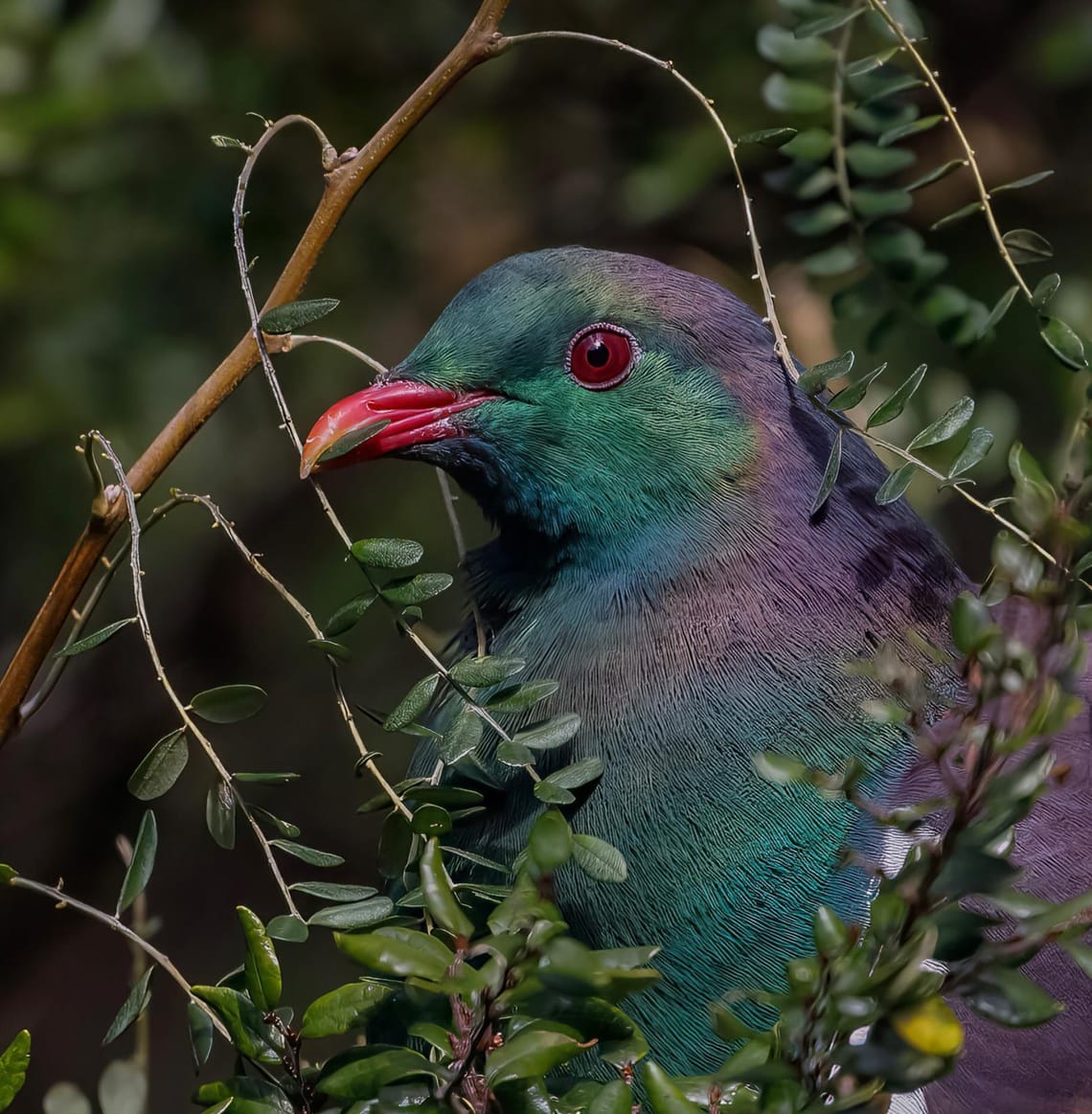 Kereru