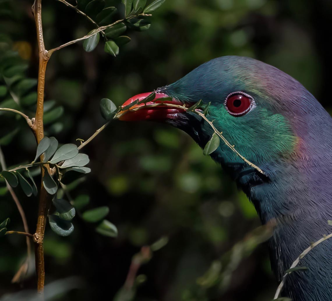 Kereru