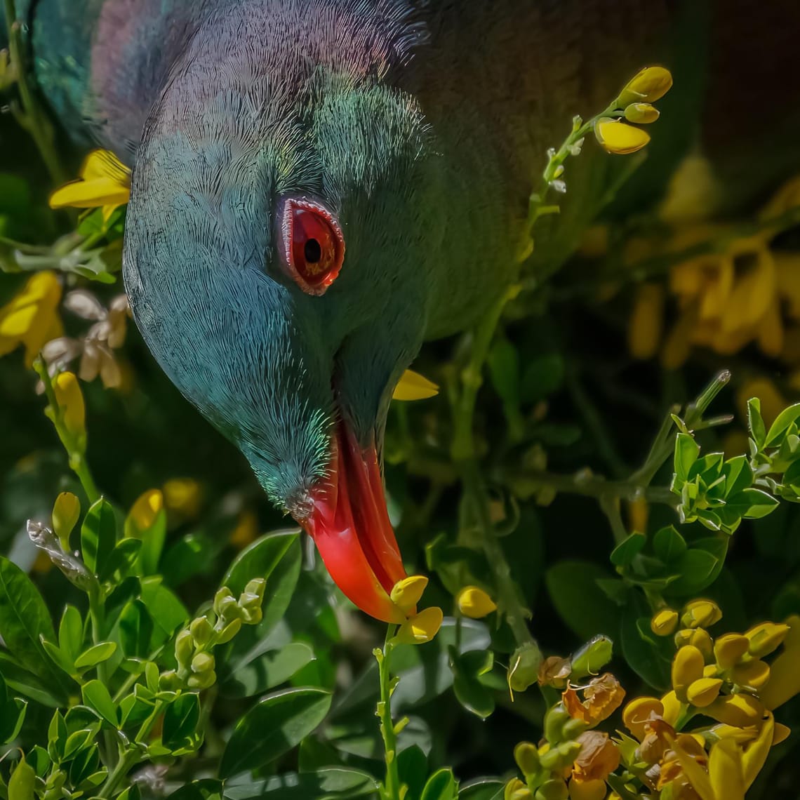 Kereru