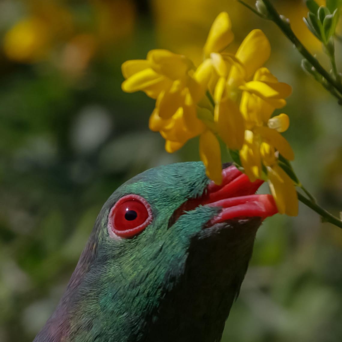 Kereru