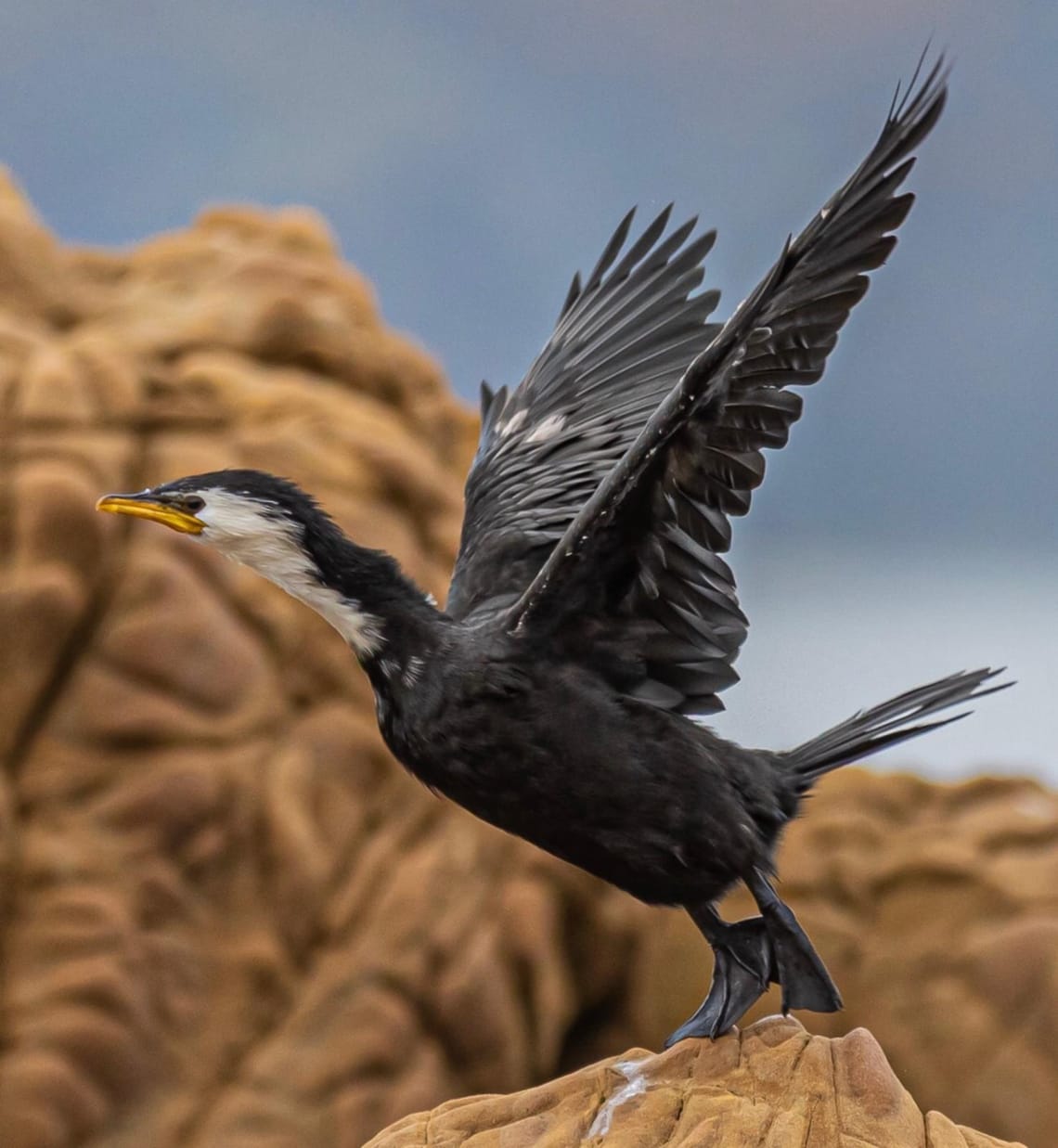 Little Pied Shag