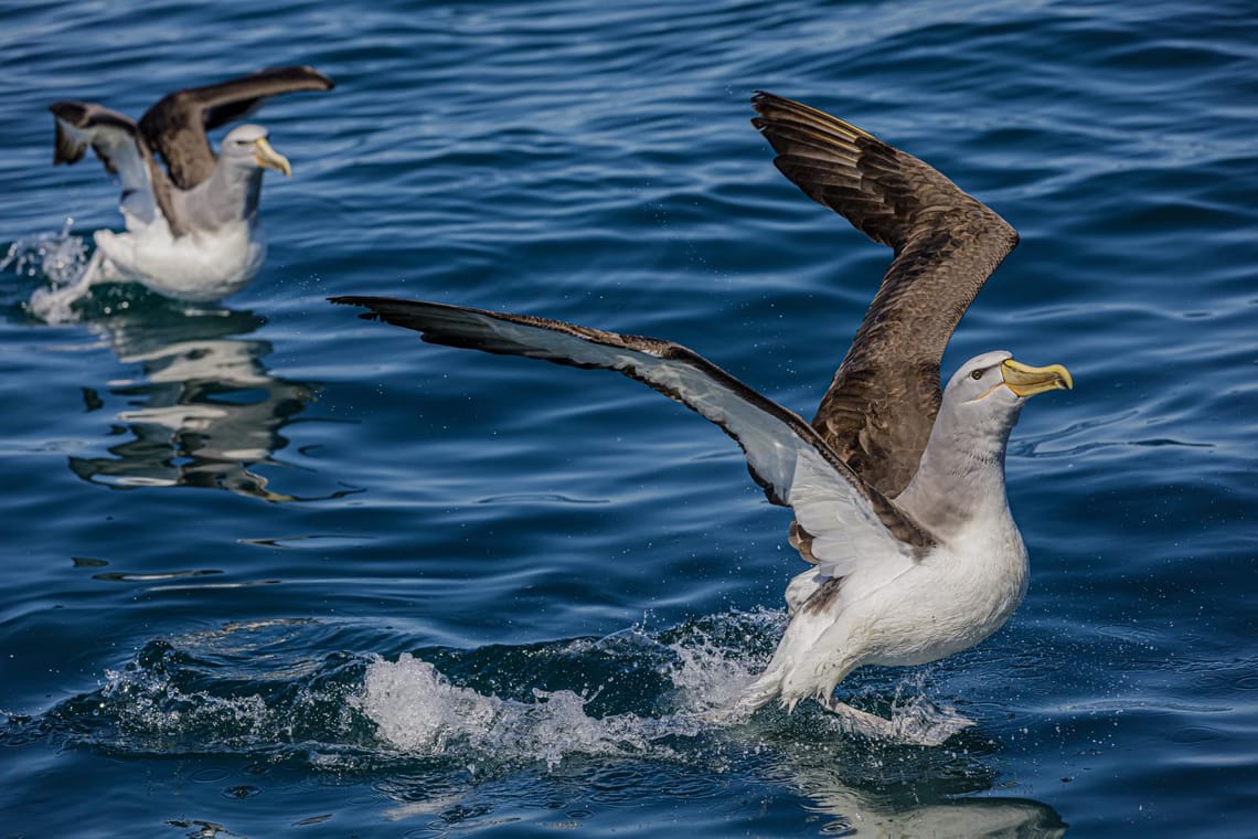 Albatross or Toroa: Salvin’s Mollymawk