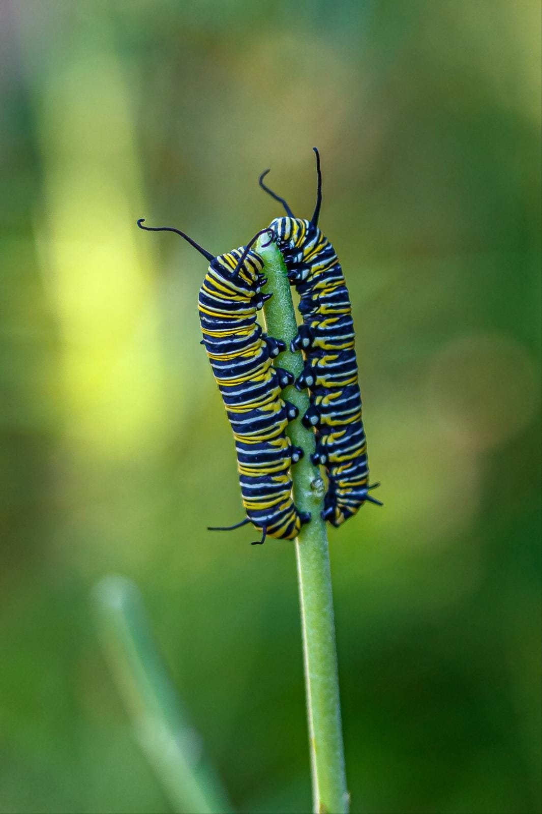 Monarch butterfly caterpillars