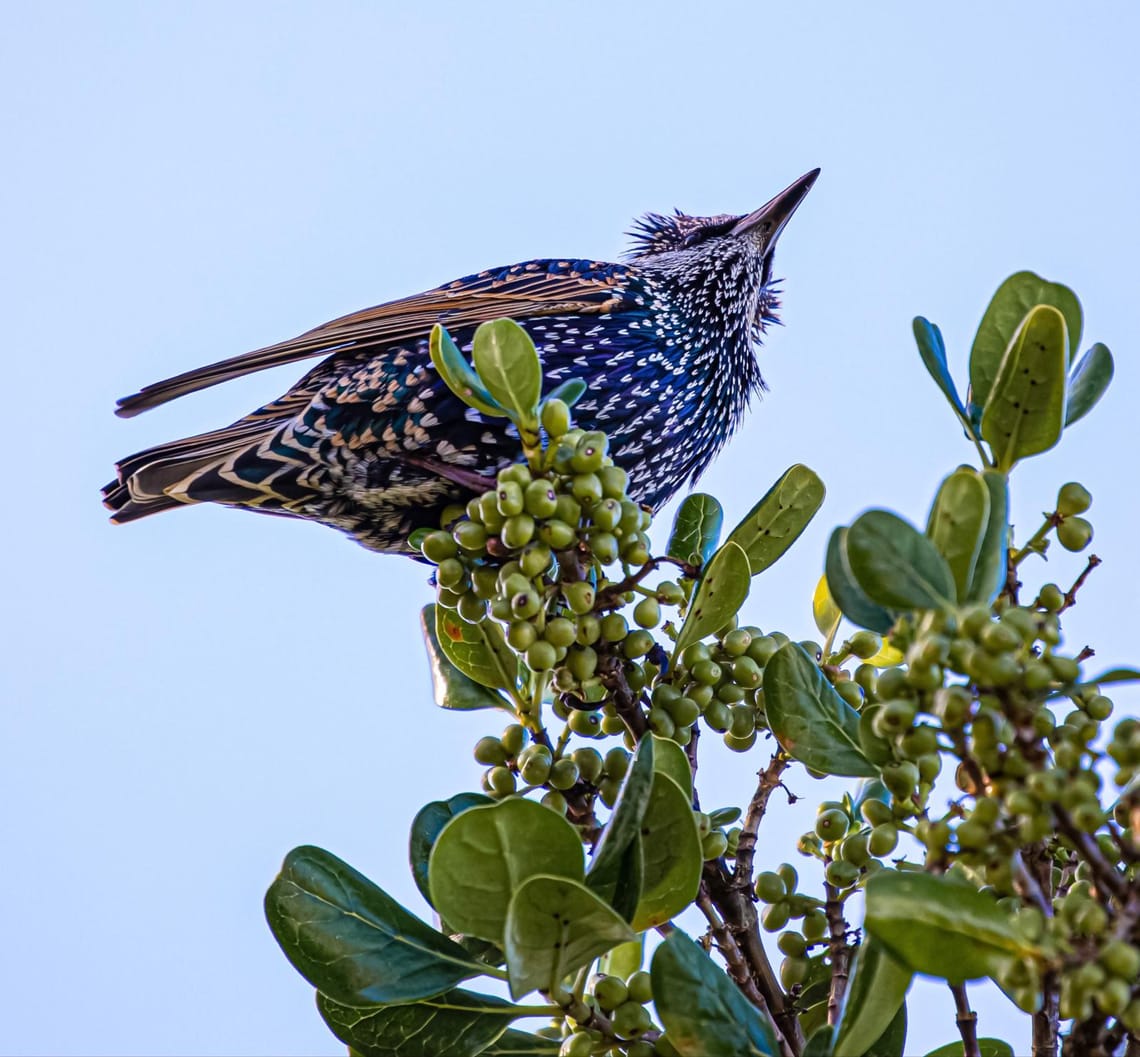 Mr Speckles