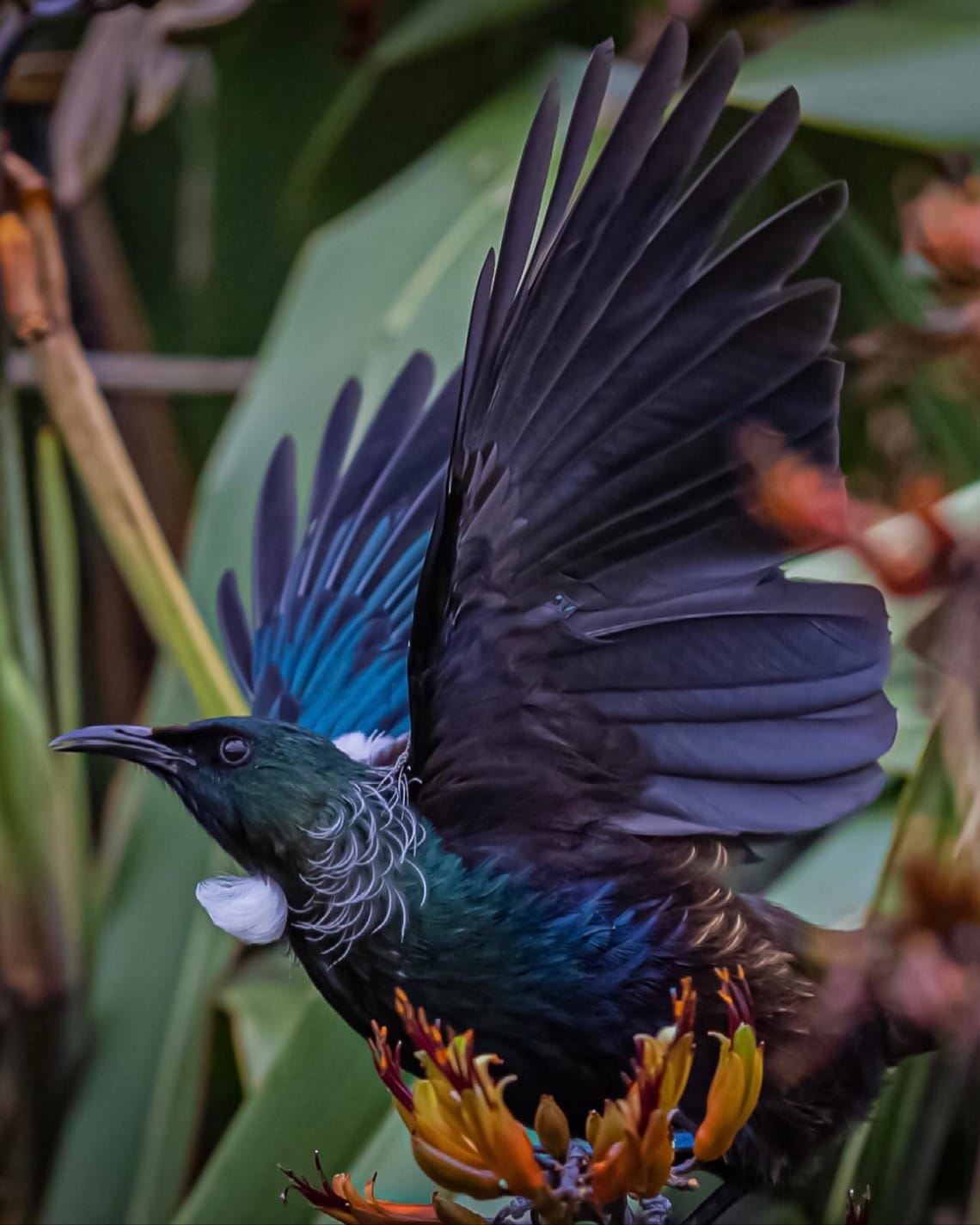 Native Tui