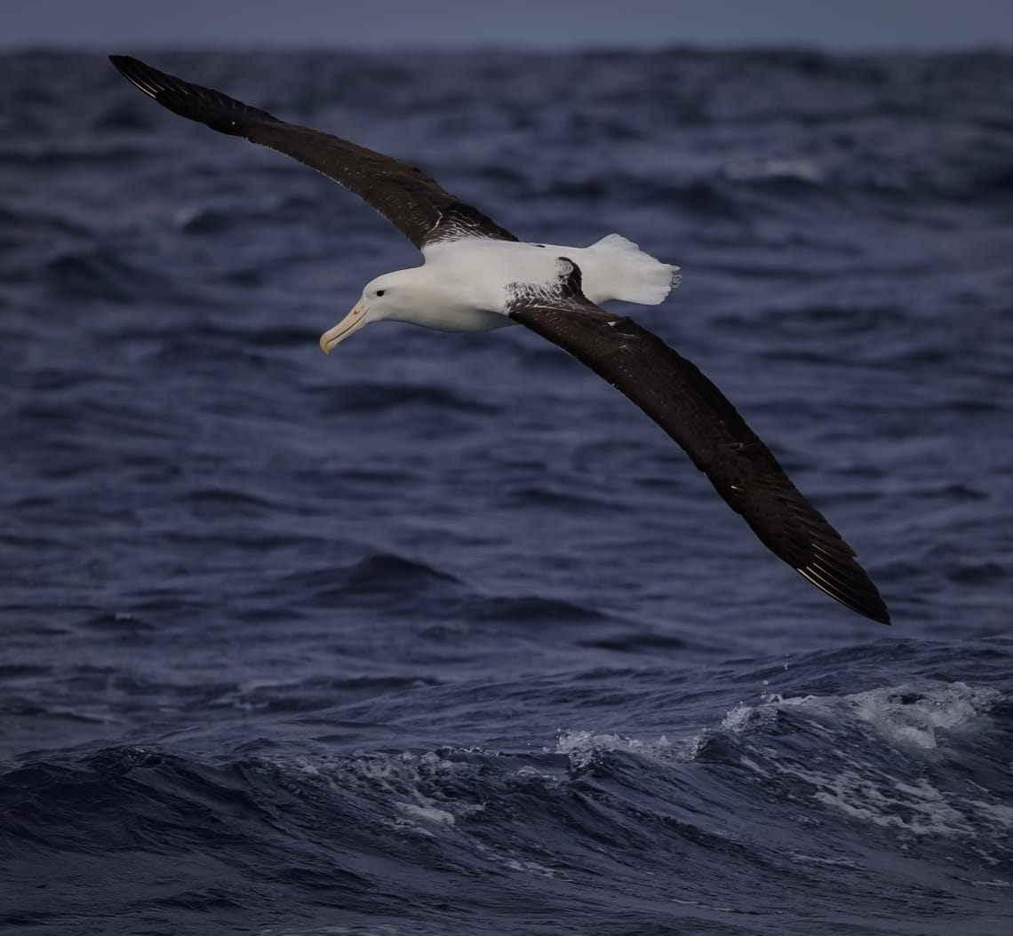 Northern Royal Albatross