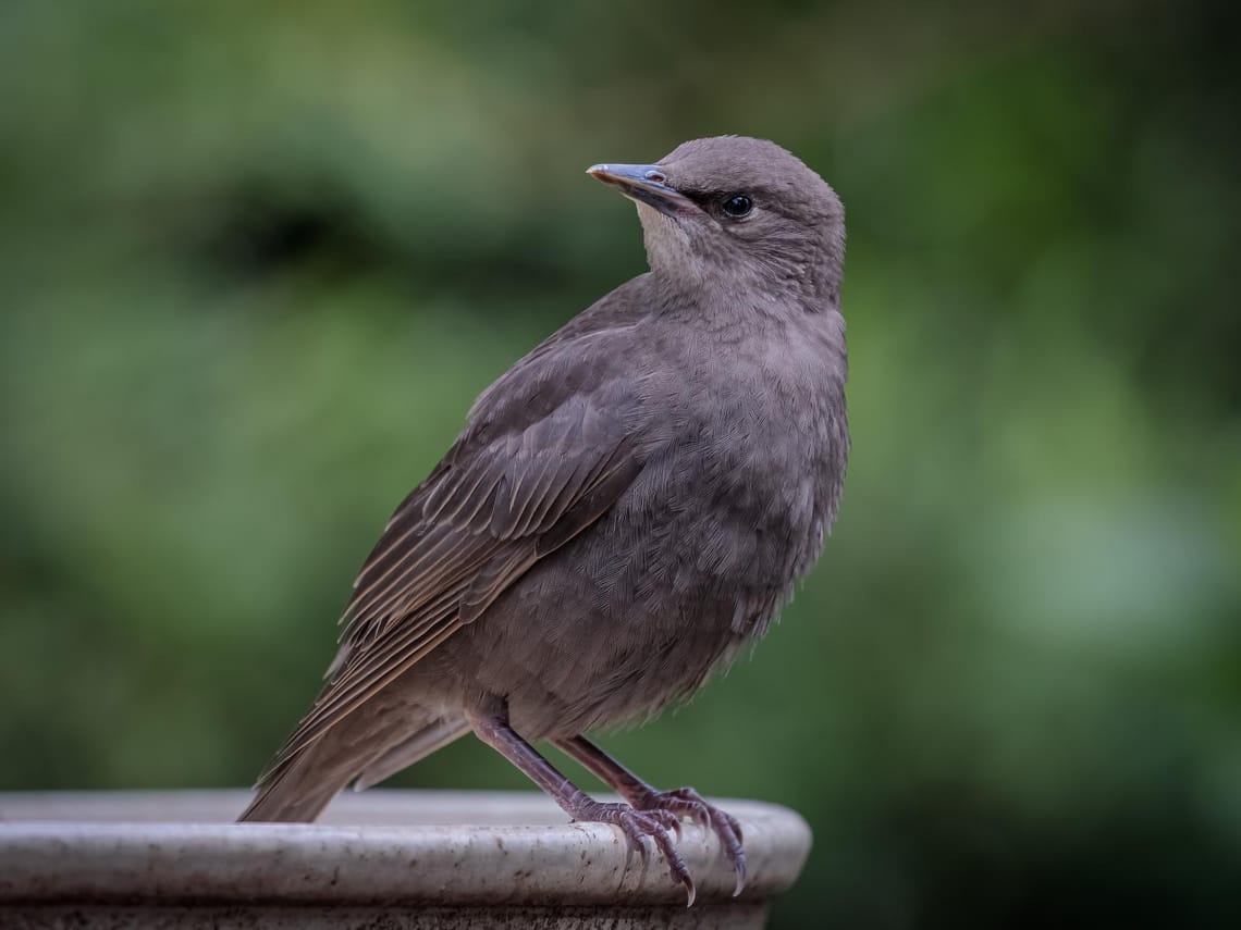 Starling fledgling