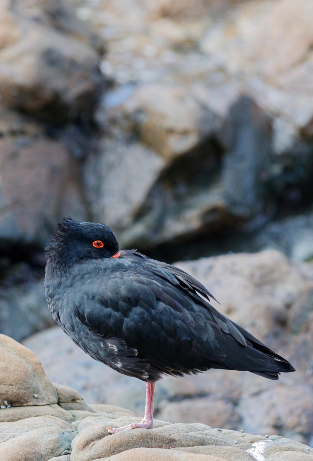 Variable Oyster Catcher