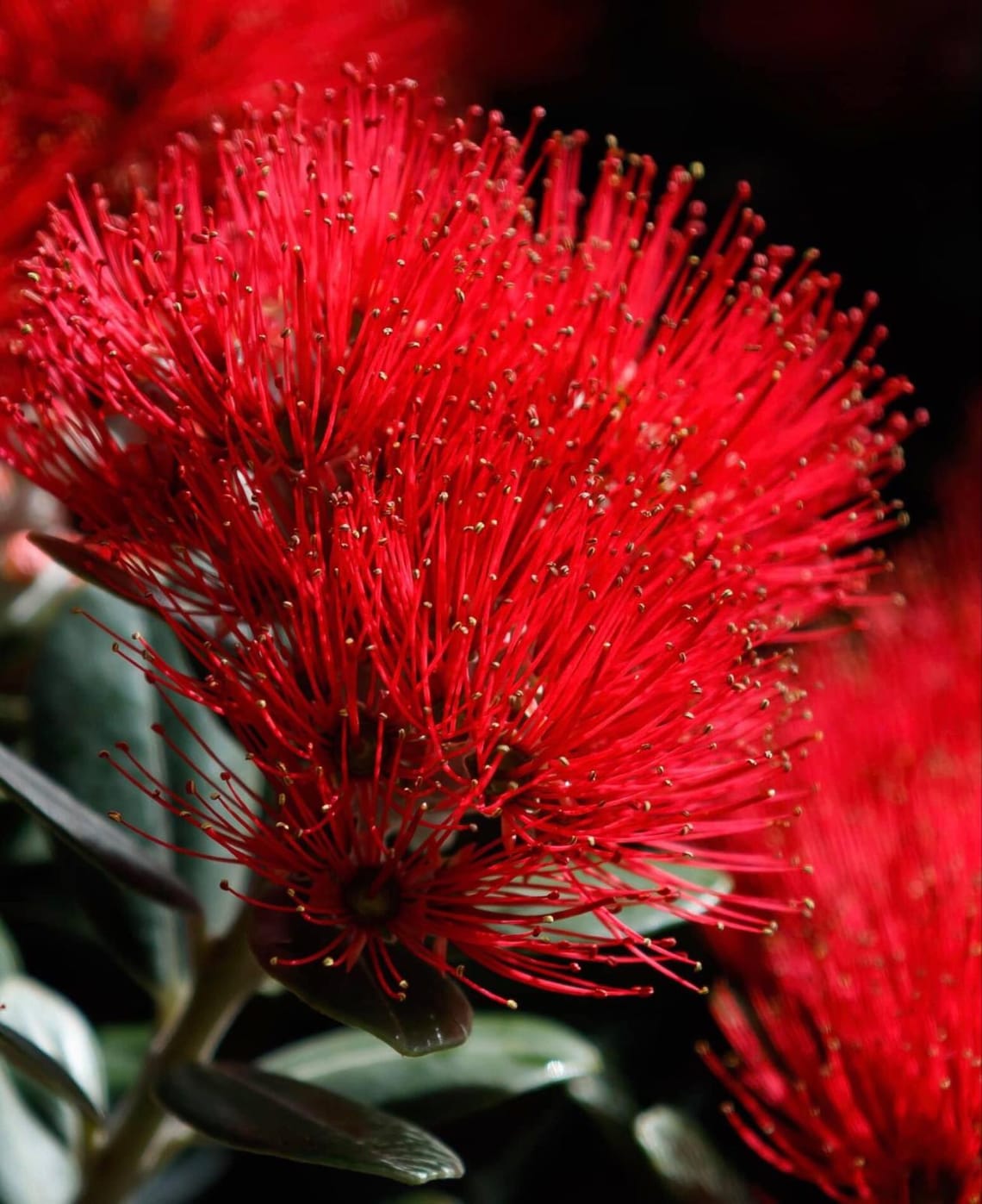 Pōhutukawa