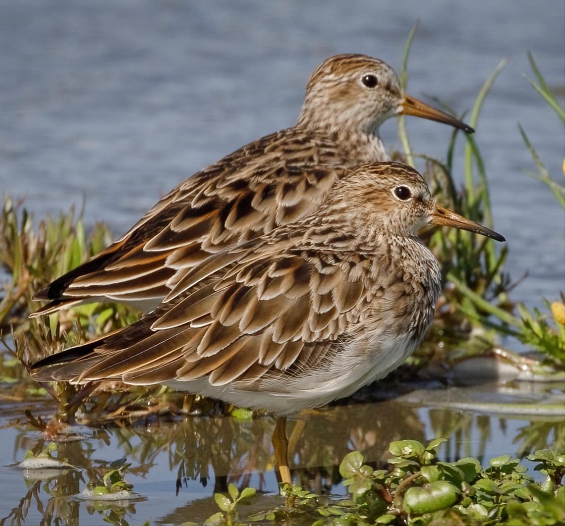 Pectoral Sandpipers