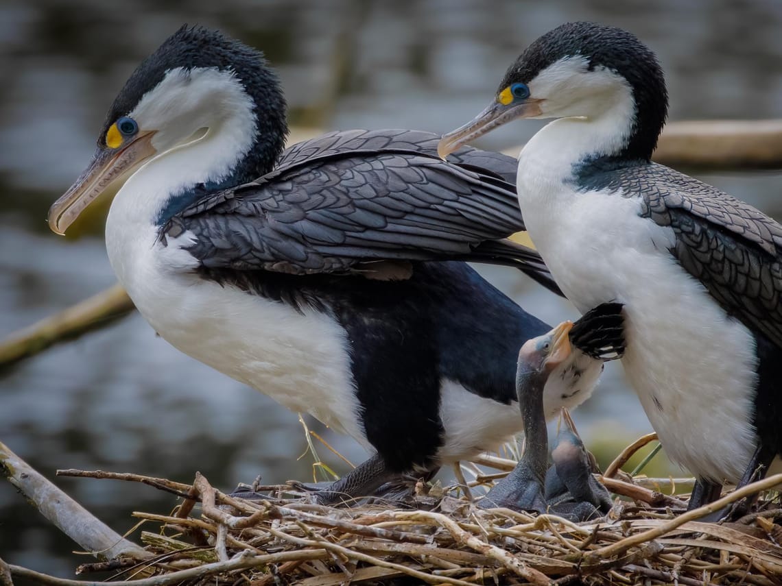 Pied Shag family