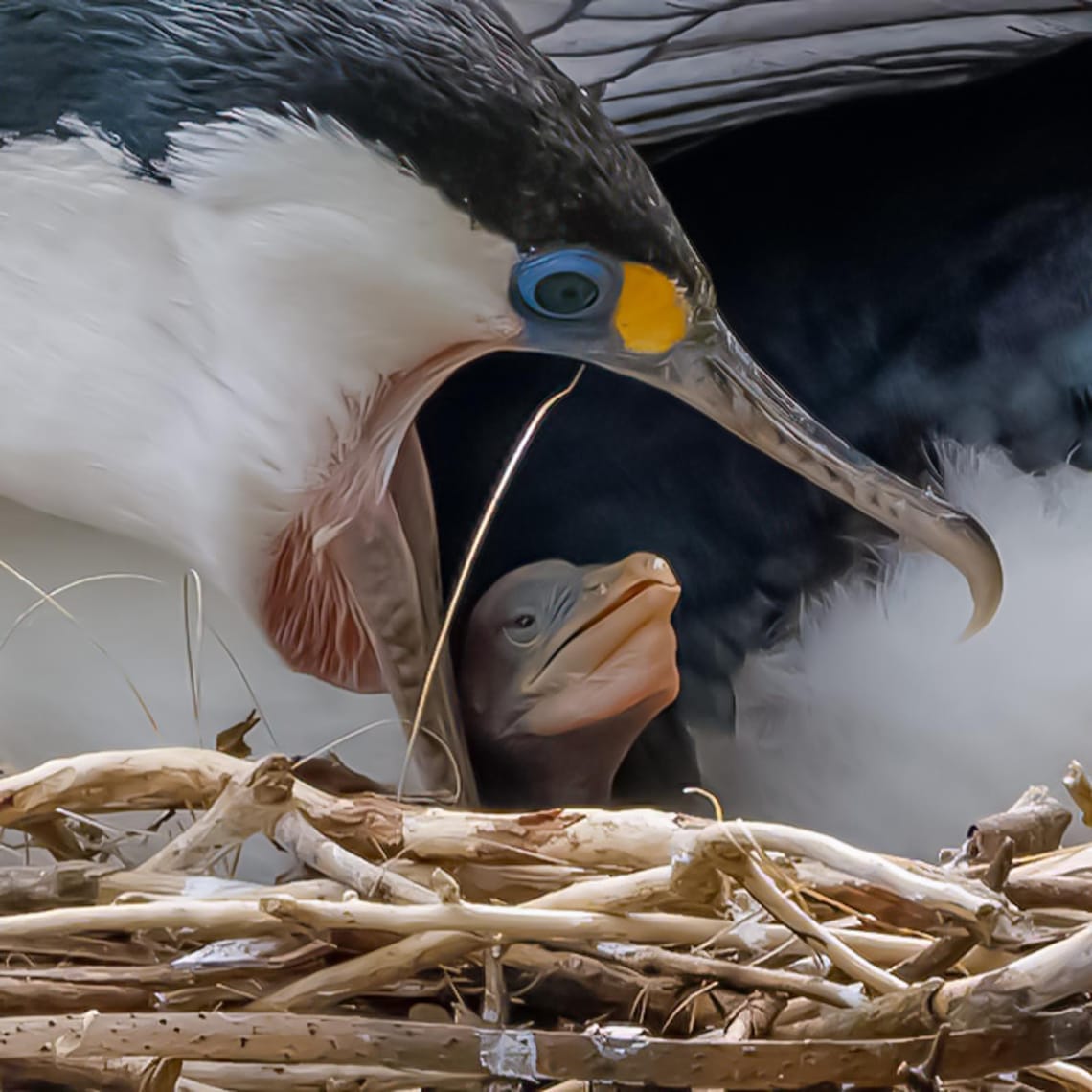 Pied Shag chick