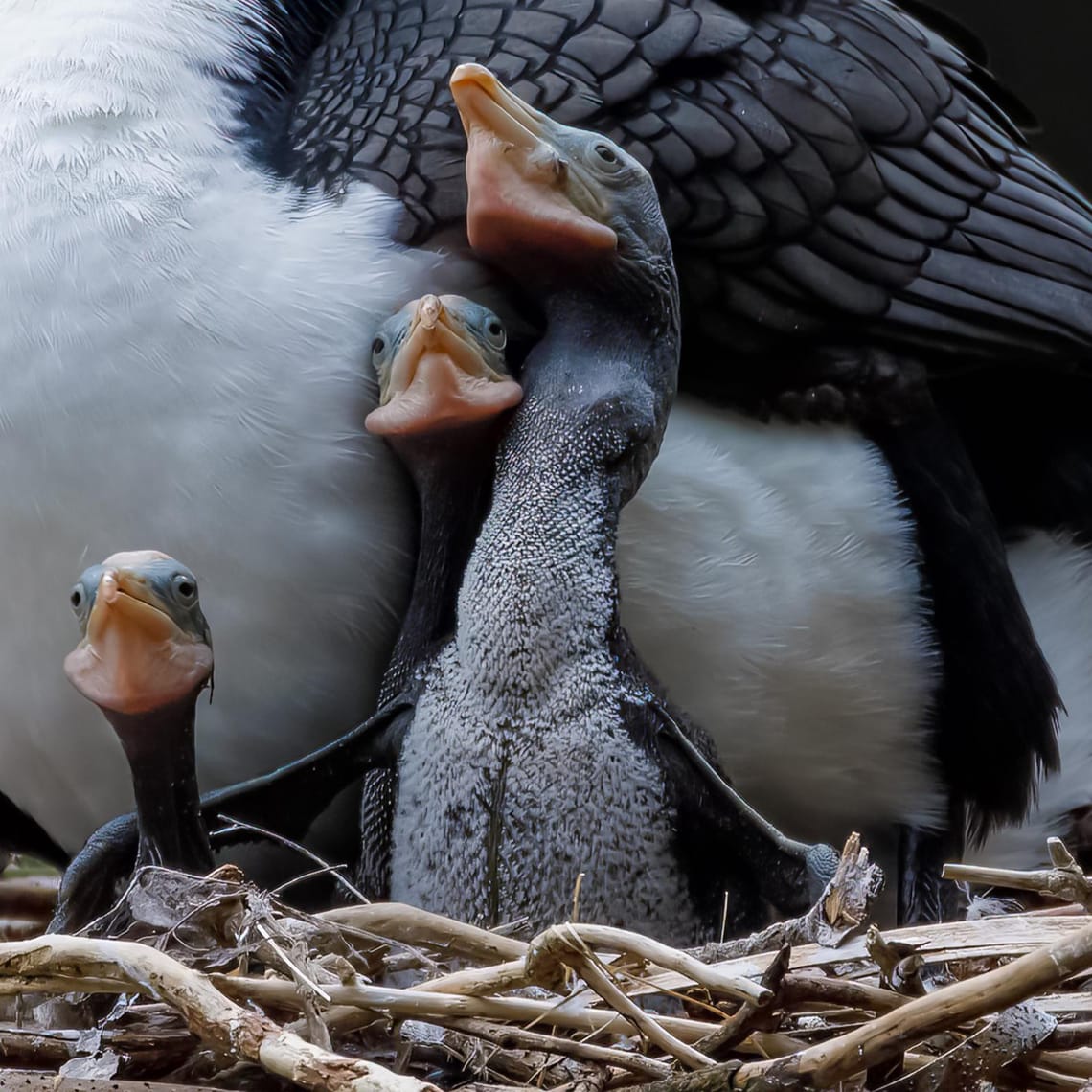 Pied Shag chicks