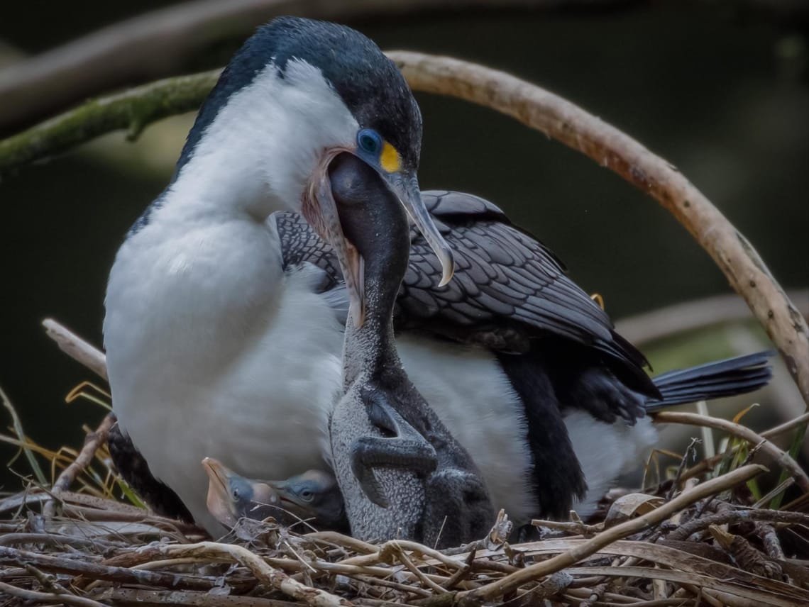 Pied Shag feeding