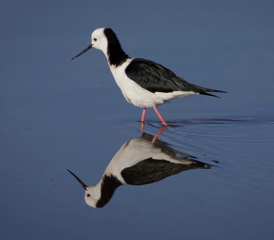 Pied Stilt foraging