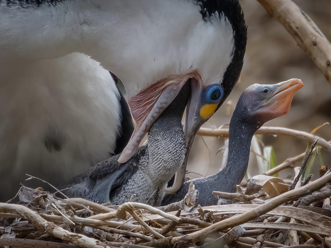 Pied Shag