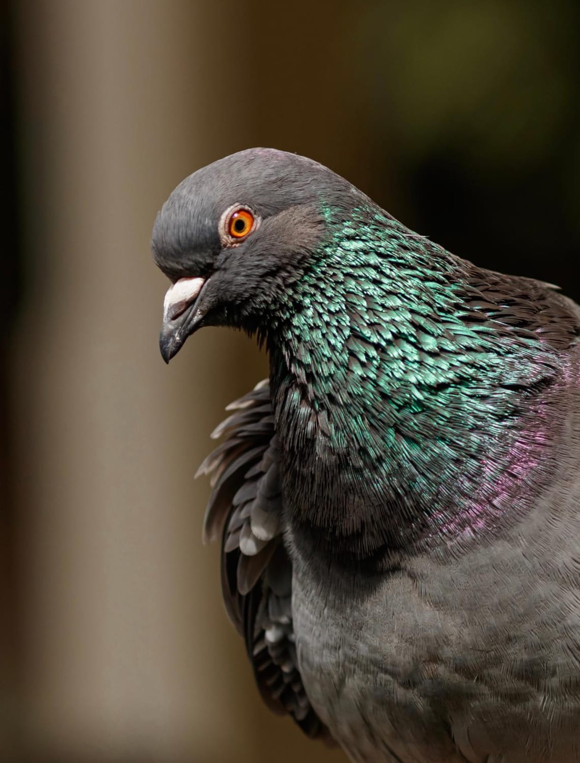 Wellington Botanical Gardens